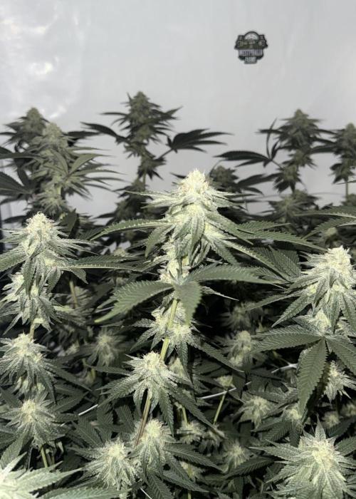 Synganic "Di Frutti" by Karma Genetics. Week 9