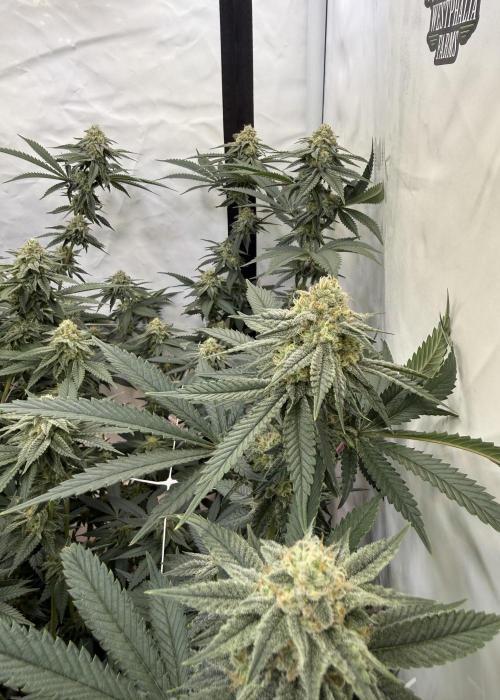 Di Fruity (aka Di Frutti). Week 9