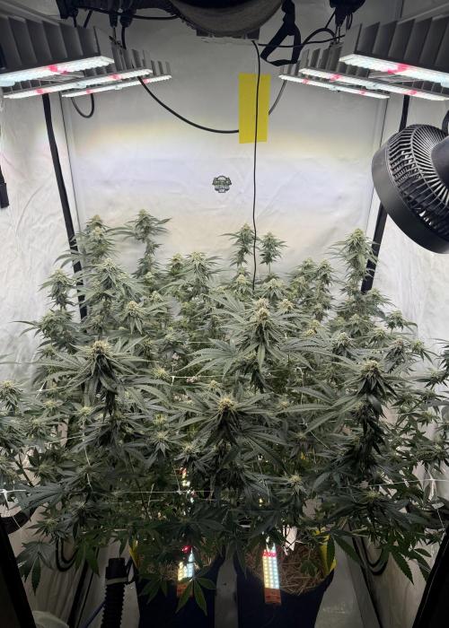 Synganic "Di Frutti" by Karma Genetics. Week 10