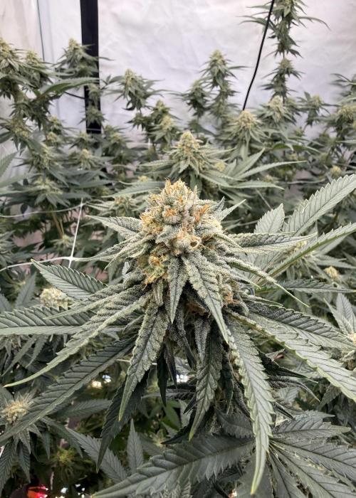 Synganic "Di Frutti" by Karma Genetics. Week 10