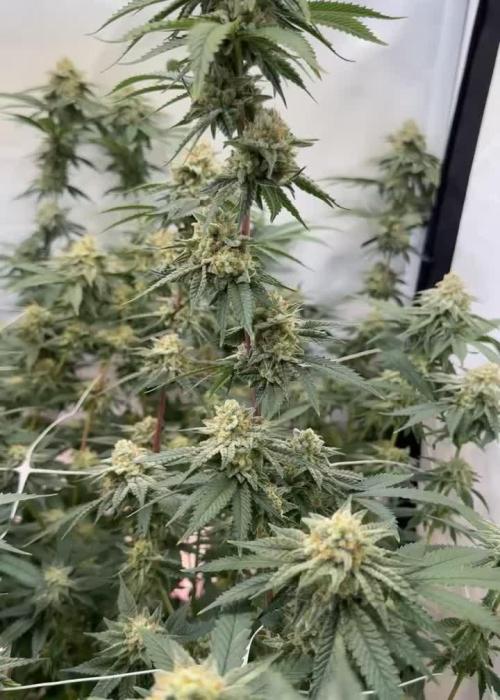 Synganic "Di Frutti" by Karma Genetics