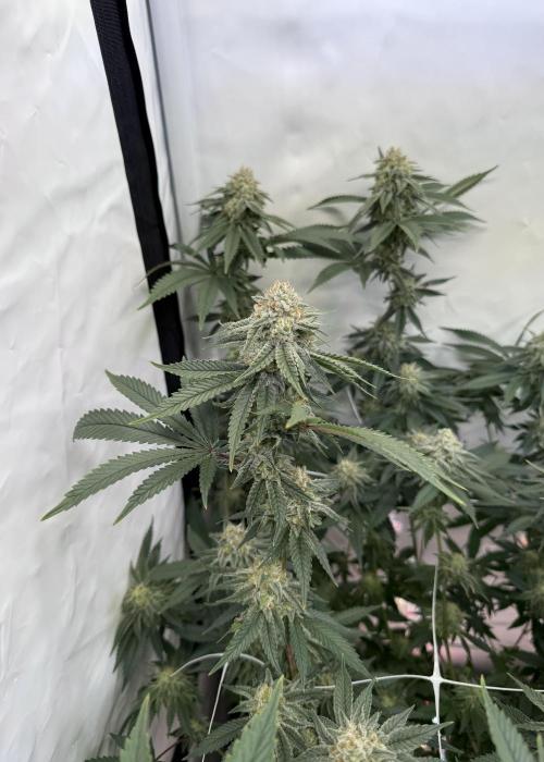 Synganic "Di Frutti" by Karma Genetics. Week 10