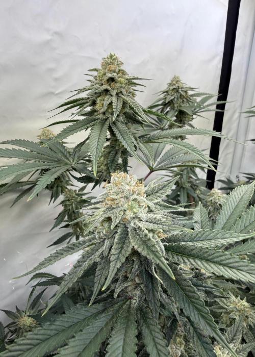 Di Fruity (aka Di Frutti). Week 10