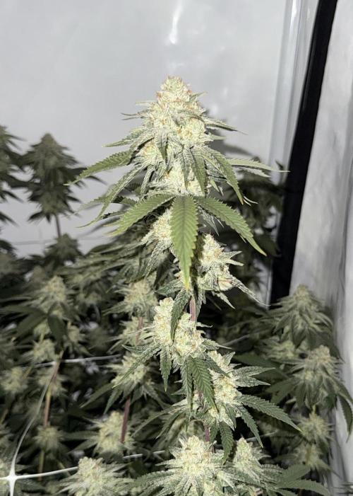 Synganic "Di Frutti" by Karma Genetics. Week 11