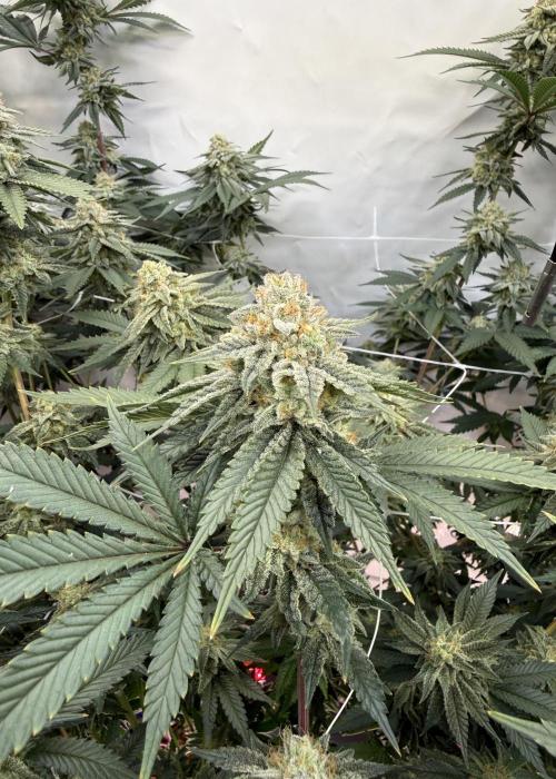 Synganic "Di Frutti" by Karma Genetics. Week 11