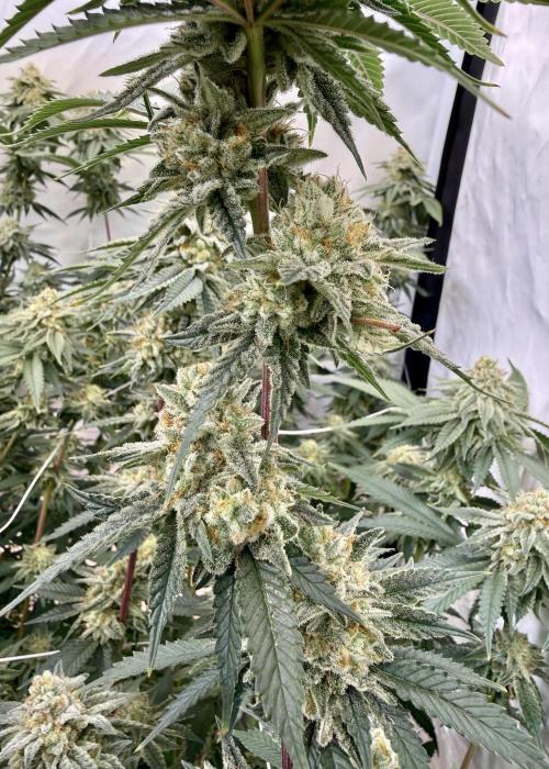 Synganic "Di Frutti" by Karma Genetics. Week 11