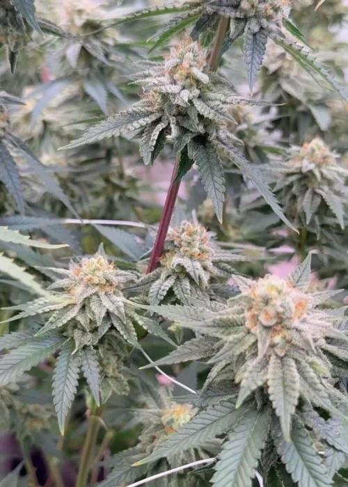 Synganic "Di Frutti" by Karma Genetics