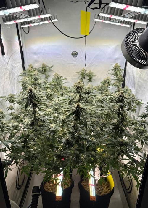 Synganic "Di Frutti" by Karma Genetics. Week 11