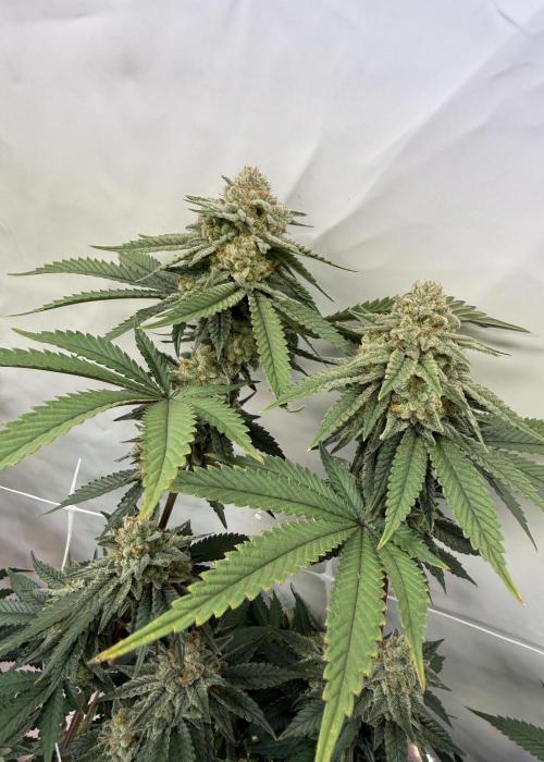 Synganic "Di Frutti" by Karma Genetics. Week 12
