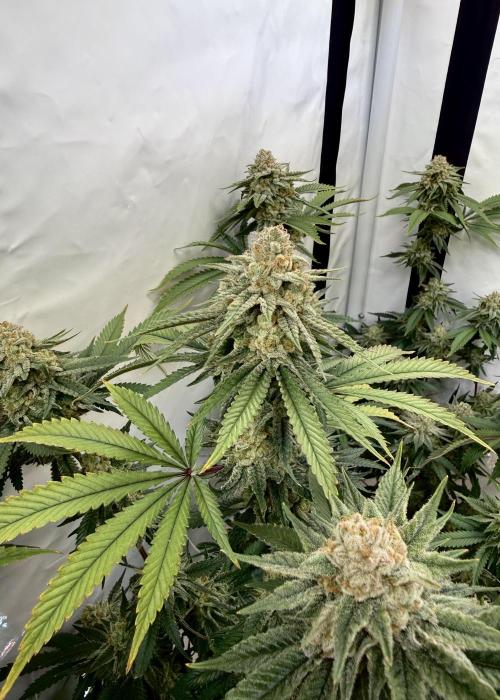Synganic "Di Frutti" by Karma Genetics. Week 12