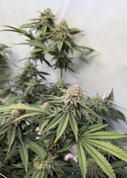 Synganic "Di Frutti" by Karma Genetics. Week 12