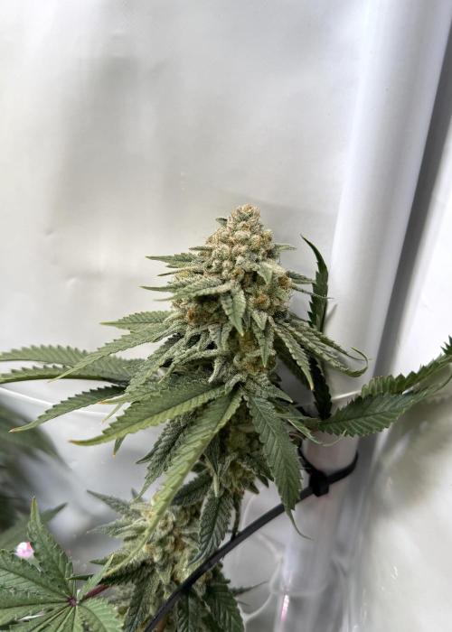 Synganic "Di Frutti" by Karma Genetics. Week 12