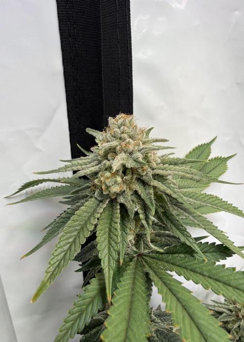 Synganic "Di Frutti" by Karma Genetics. Week 12