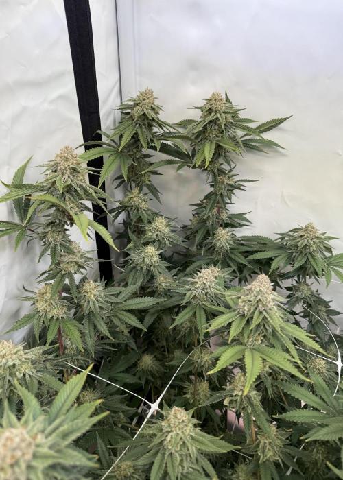 Synganic "Di Frutti" by Karma Genetics. Week 12