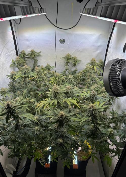 Synganic "Di Frutti" by Karma Genetics. Week 12