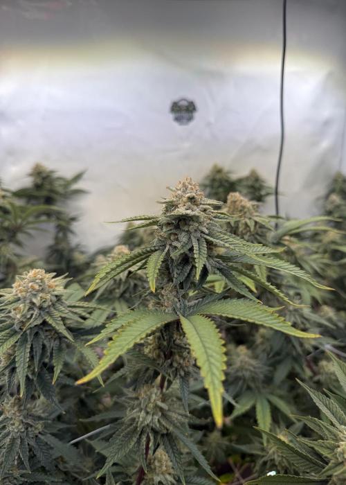 Synganic "Di Frutti" by Karma Genetics. Week 12