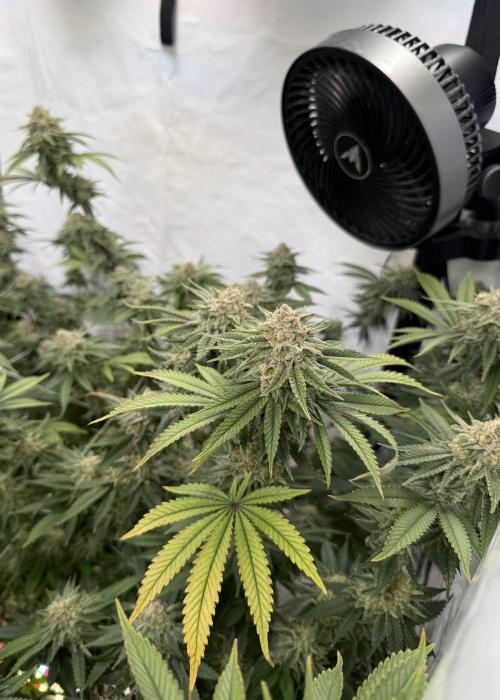 Synganic "Di Frutti" by Karma Genetics. Week 12