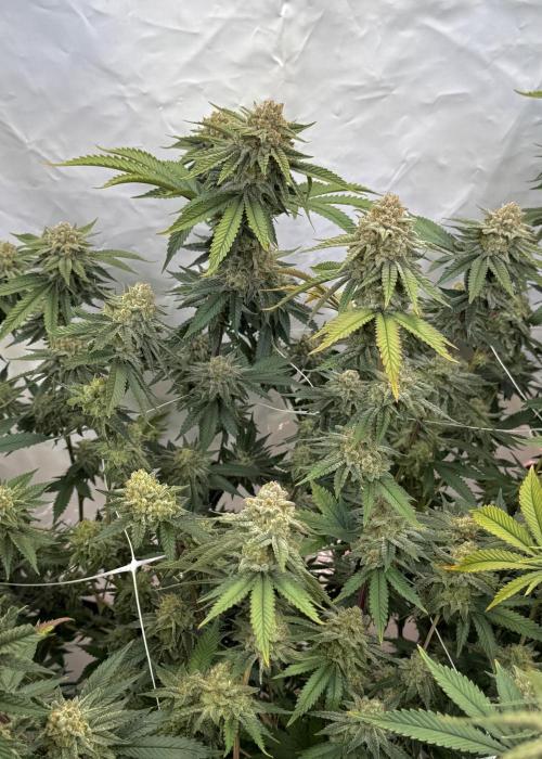 Synganic "Di Frutti" by Karma Genetics. Week 12