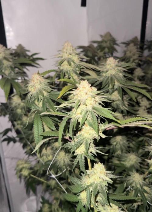 Synganic "Di Frutti" by Karma Genetics