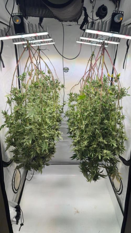 Synganic "Di Frutti" by Karma Genetics. Week 13
