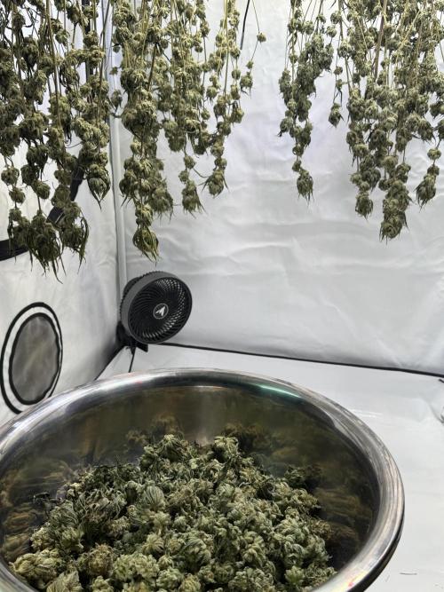 Synganic "Di Frutti" by Karma Genetics. Week 13
