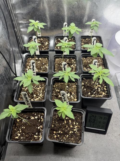 "Papaya Z" aka "Zazaya" by Terphogz. Week 2
