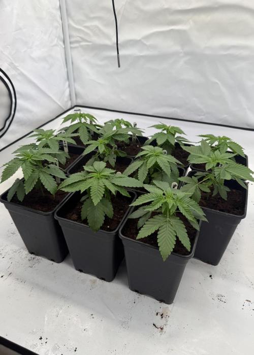 "Papaya Z" aka "Zazaya" by Terphogz. Week 3