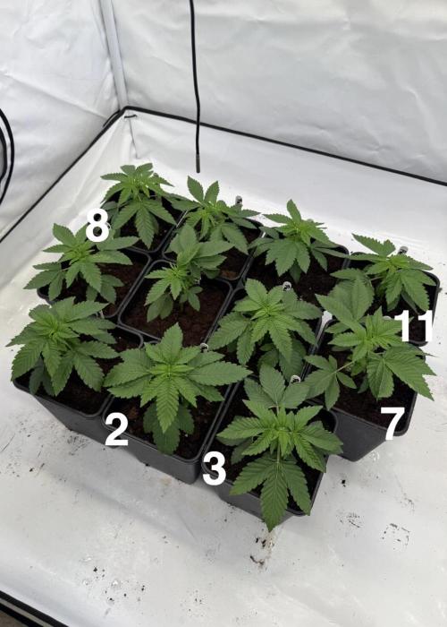 "Papaya Z" aka "Zazaya" by Terphogz. Week 3