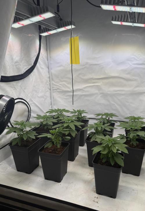 "Papaya Z" aka "Zazaya" by Terphogz. Week 3