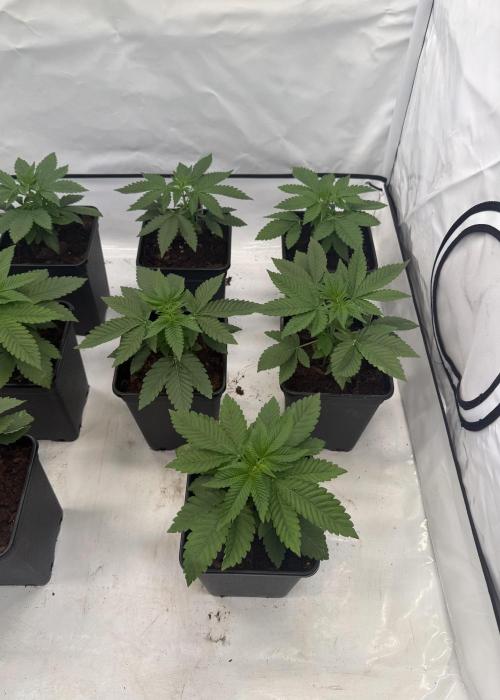 "Papaya Z" aka "Zazaya" by Terphogz. Week 3