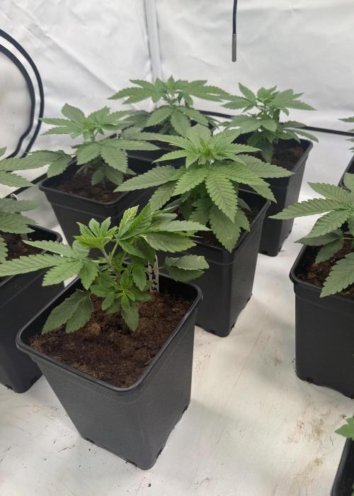 "Papaya Z" aka "Zazaya" by Terphogz. Week 3