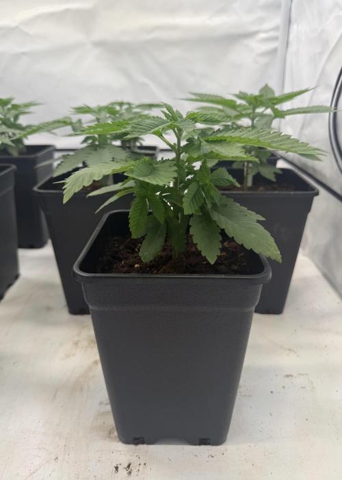 "Papaya Z" aka "Zazaya" by Terphogz. Week 3