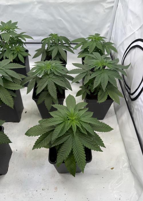"Papaya Z" aka "Zazaya" by Terphogz. Week 4