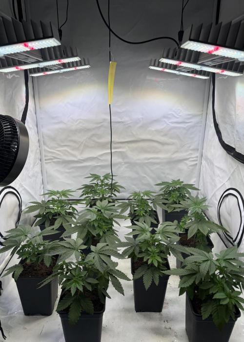 "Papaya Z" aka "Zazaya" by Terphogz. Week 4