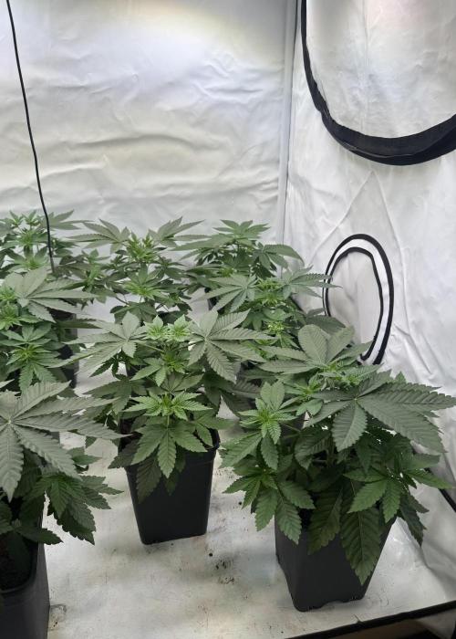 "Papaya Z" aka "Zazaya" by Terphogz. Week 4