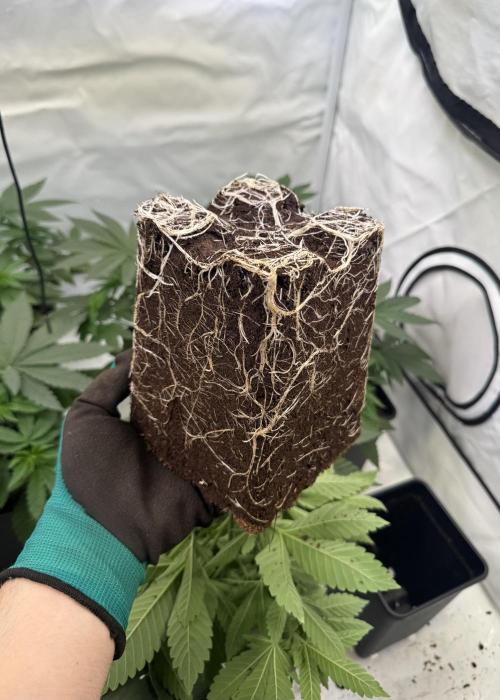 "Papaya Z" aka "Zazaya" by Terphogz. Week 4