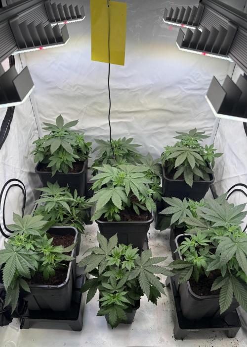 "Papaya Z" aka "Zazaya" by Terphogz. Week 4