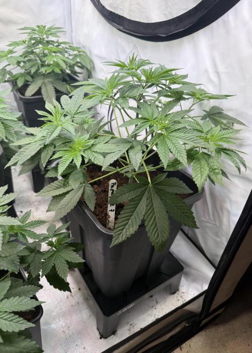 "Papaya Z" aka "Zazaya" by Terphogz. Week 4