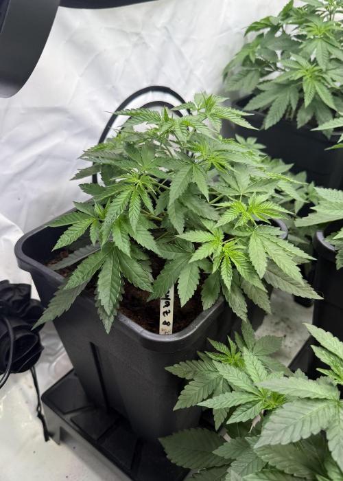 "Papaya Z" aka "Zazaya" by Terphogz. Week 4