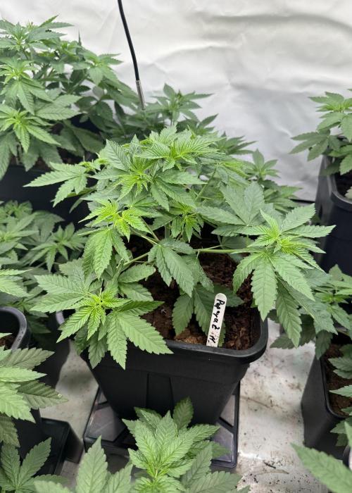 "Papaya Z" aka "Zazaya" by Terphogz. Week 4