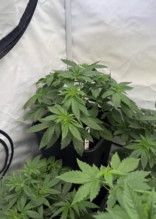 "Papaya Z" aka "Zazaya" by Terphogz. Week 4
