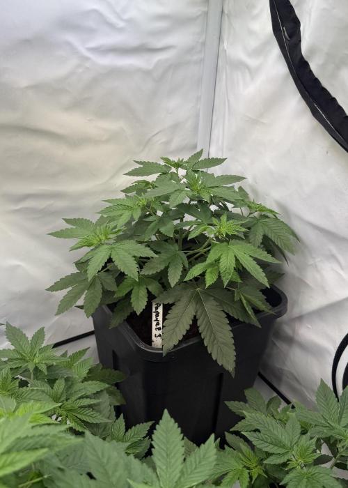 "Papaya Z" aka "Zazaya" by Terphogz. Week 4