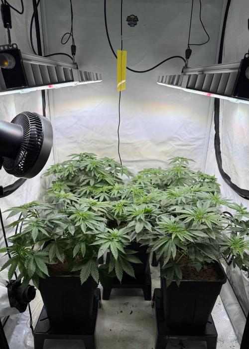 "Papaya Z" aka "Zazaya" by Terphogz. Week 5