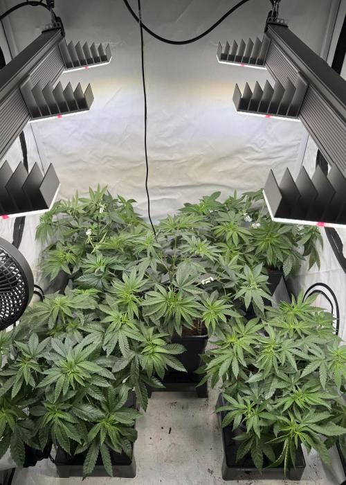 "Papaya Z" aka "Zazaya" by Terphogz. Week 5