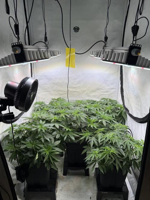 "Papaya Z" aka "Zazaya" by Terphogz. Week 6