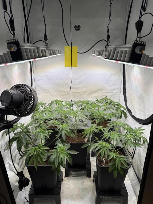 "Papaya Z" aka "Zazaya" by Terphogz. Week 6