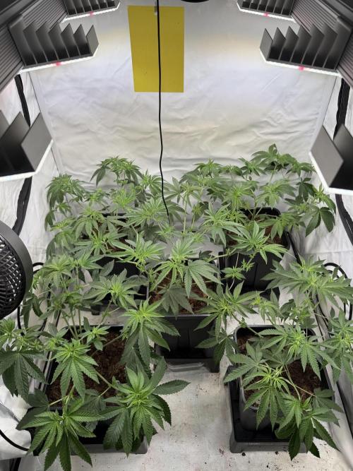 "Papaya Z" aka "Zazaya" by Terphogz. Week 6