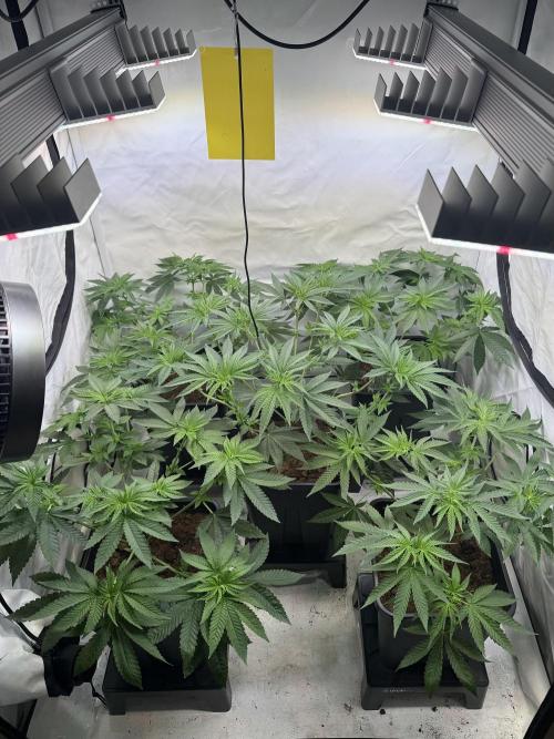"Papaya Z" aka "Zazaya" by Terphogz. Week 6