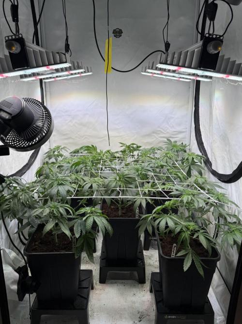 "Papaya Z" aka "Zazaya" by Terphogz. Week 6