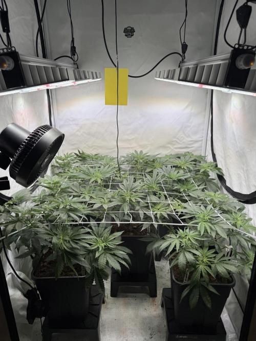 "Papaya Z" aka "Zazaya" by Terphogz. Week 6